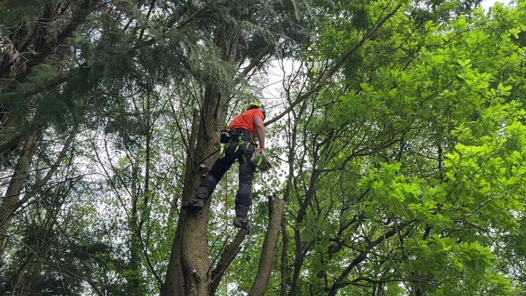 Best Fruit Tree Pruning  in Elmendorf, TX