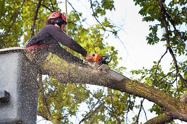 Best Commercial Tree Services  in Elmendorf, TX